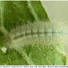 aricia artaxerxes larva3 rost